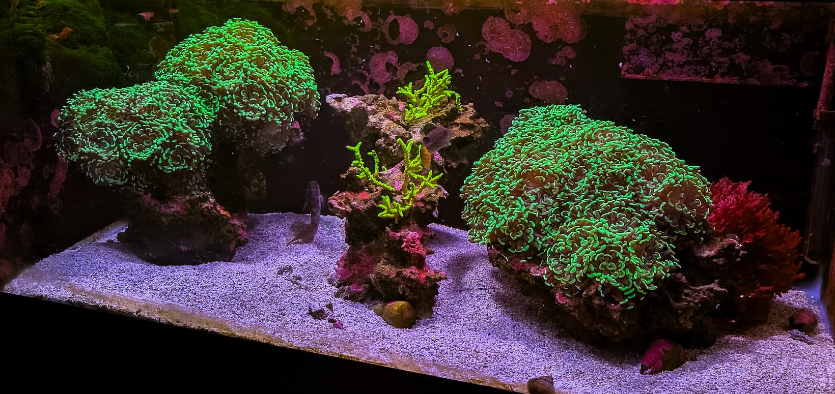 Left 40 Gallon Puffer Reef Aquarium