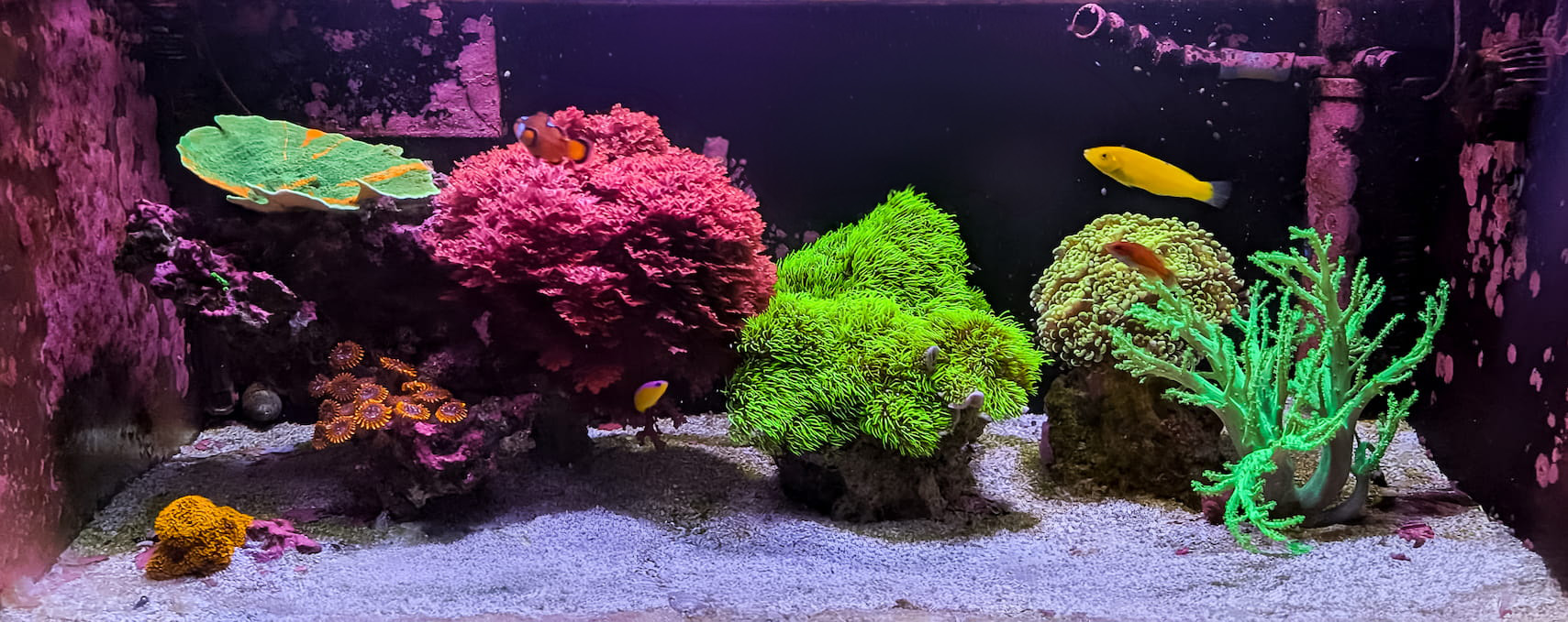 40 Gallon Coral Frag Grow Out Tank