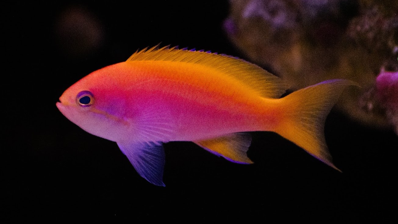 Bimaculatus Anthias