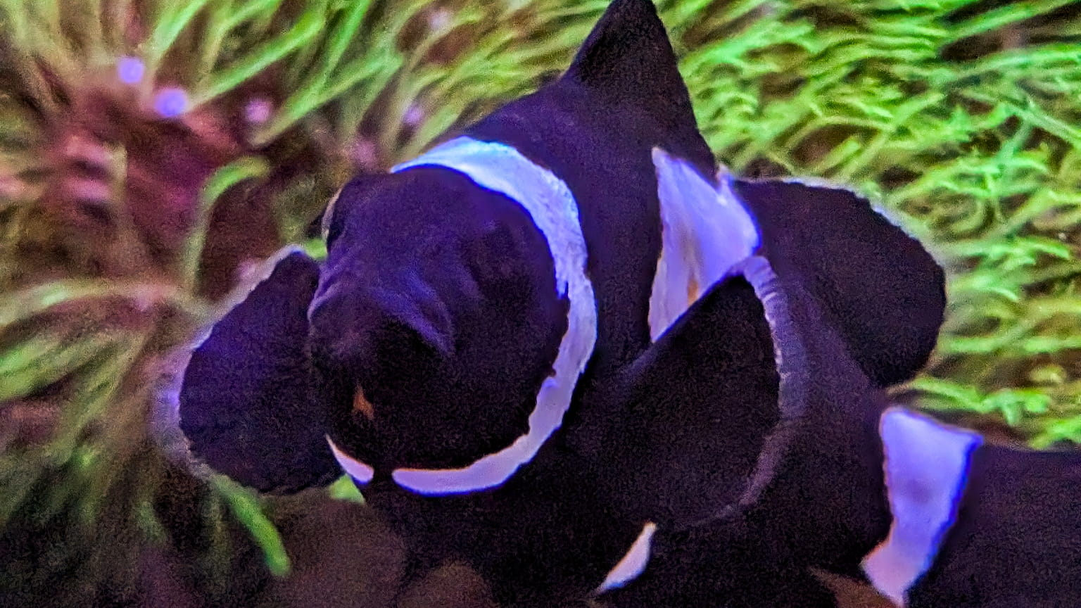 Misbar Black Snowflake Clownfish
