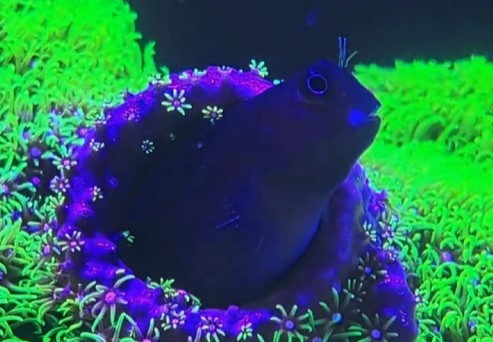 Bicolor Blenny