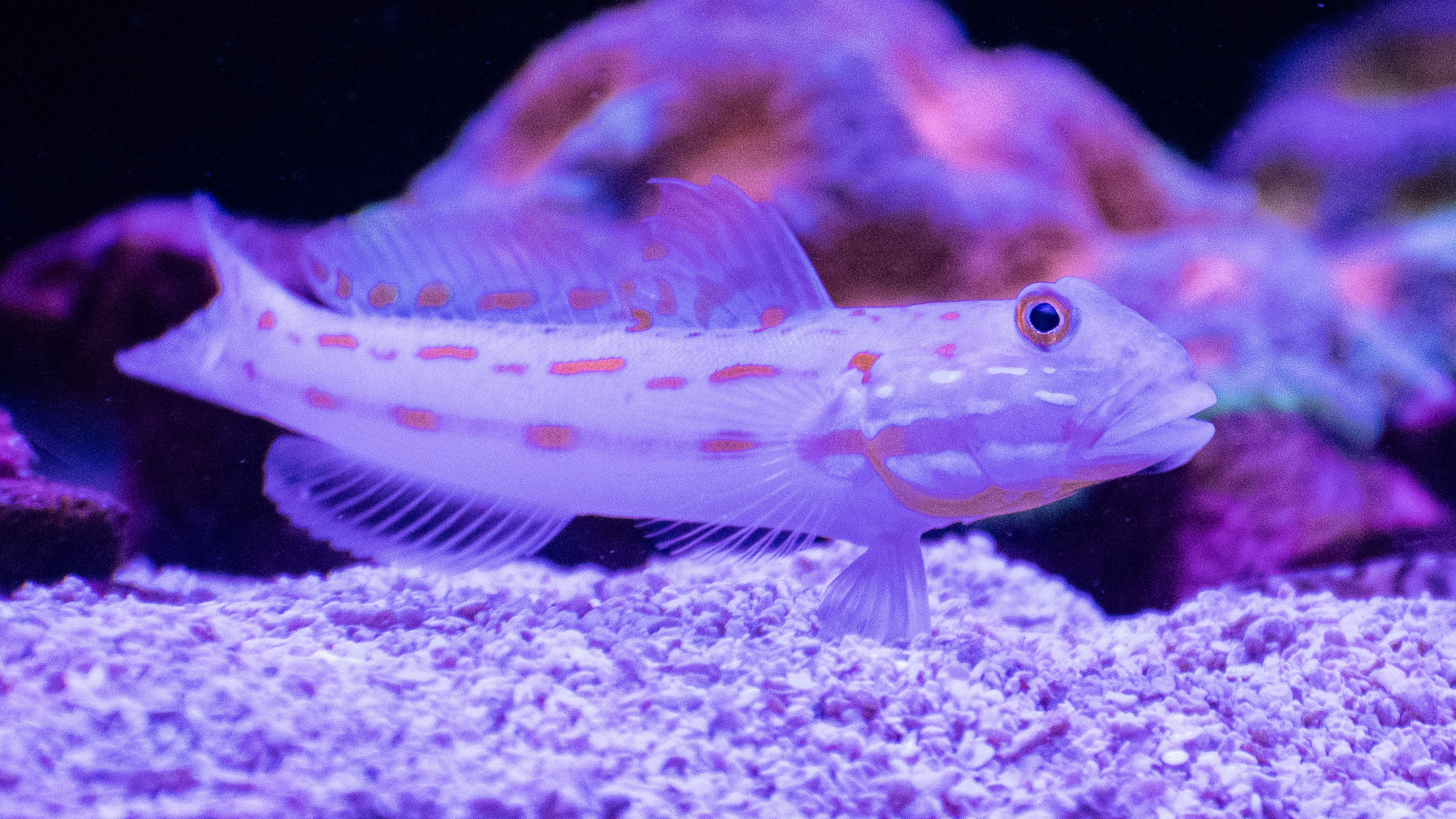 Diamond Watchman Goby