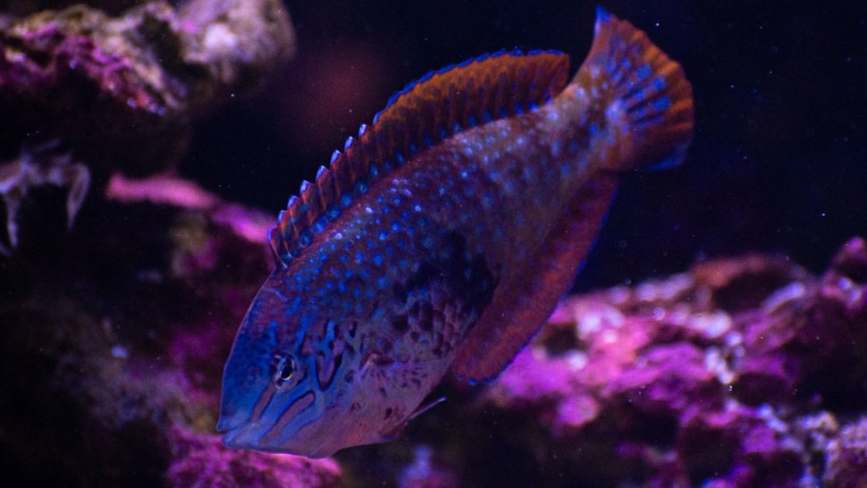 Male Blue Star Leopard Wrasse