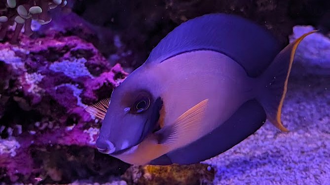 Mimic Half Black Tang