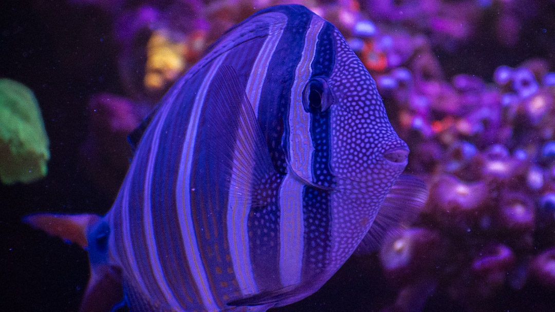 Sailfin Tang