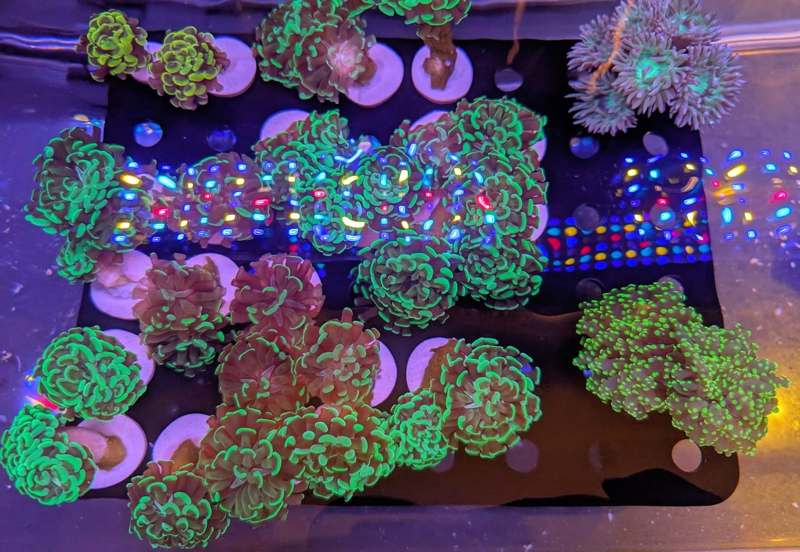 Arcane Corals Apothecary - Online Coral Nursery