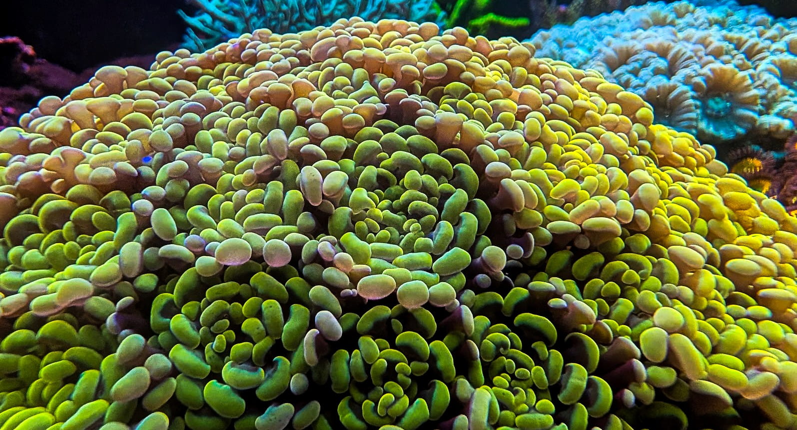 WWC Rainbow Hammer Specimen