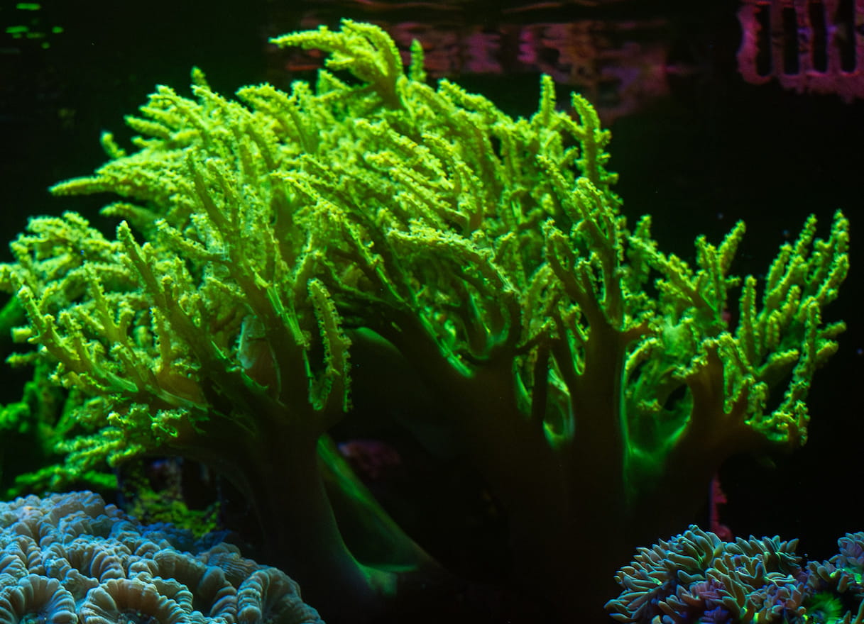 Neon Green Sinularia Specimen